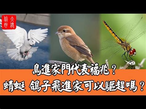 鳥飛 入 屋 風水|【鳥飛 入 屋 風水】鳥飛入屋，風水大揭密！燕子報喜，好運紛至。